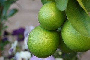 that's right, this is a dwarf hybrid tree that includes lemons, limes and oranges.  it's bursting with fruit right now.