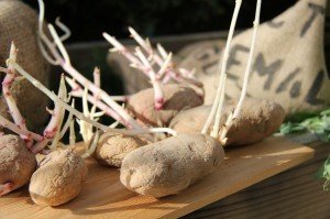 sprouted potatoes