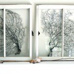 sea fans in antique windows