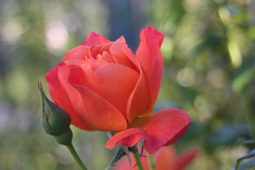 red orange coral rose