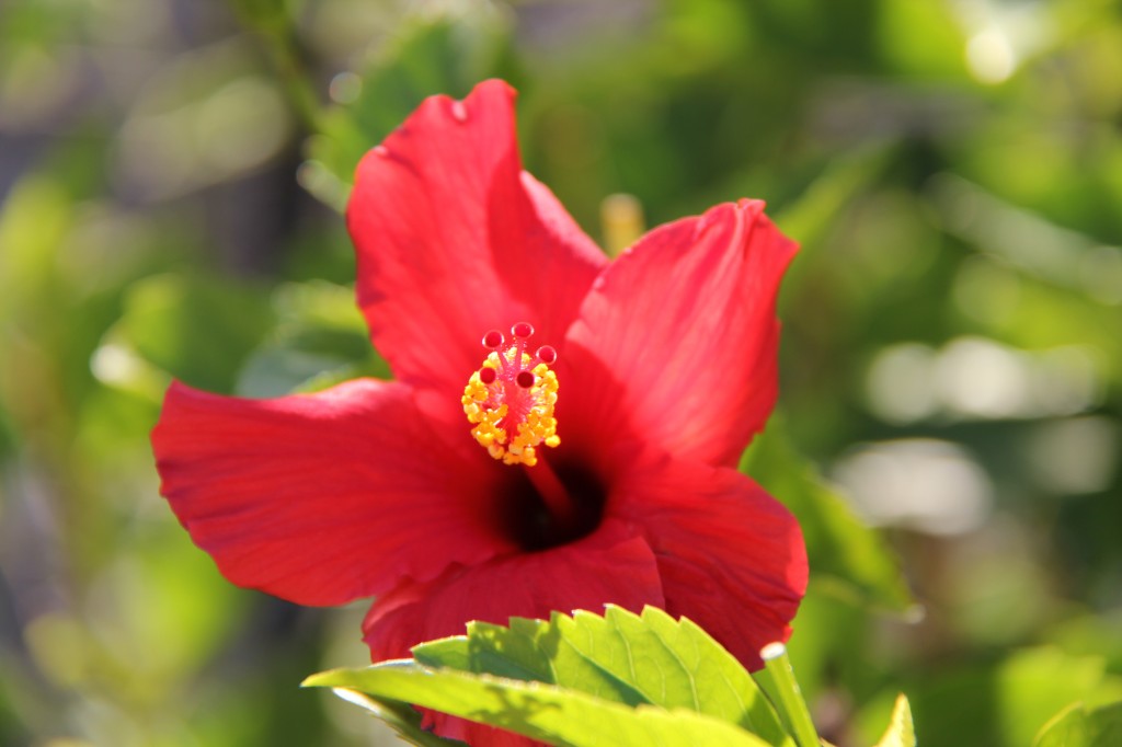 red hibiscus close up