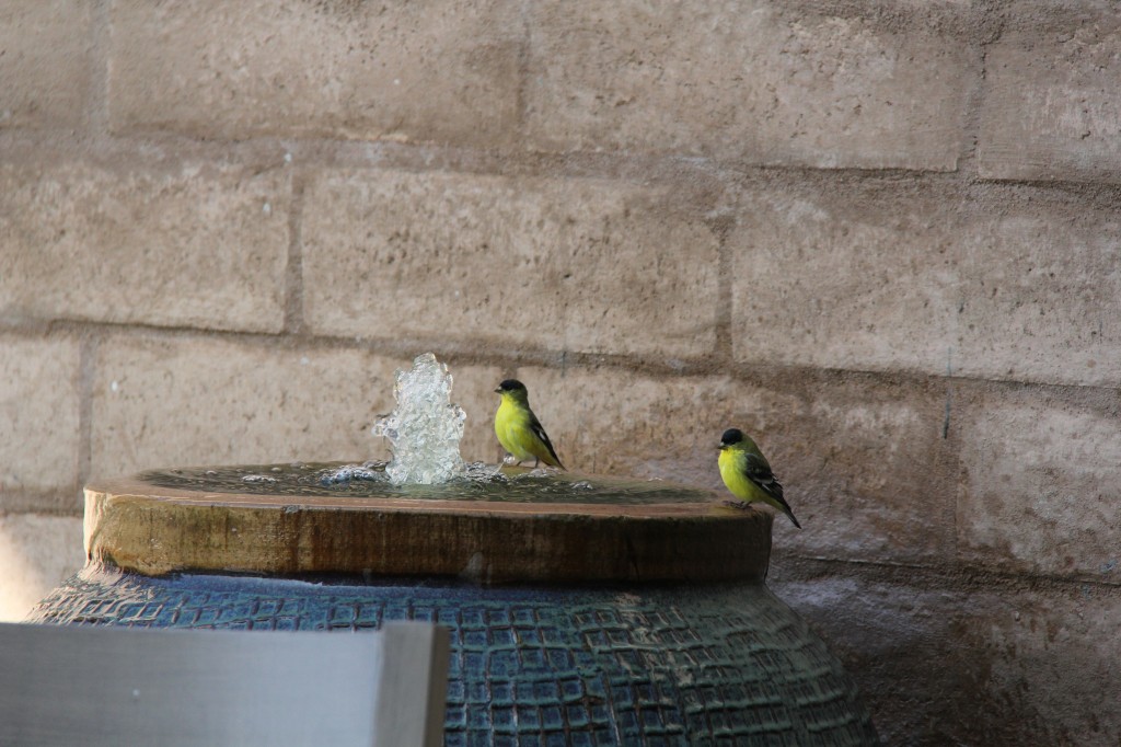 tiny yellow birds in water fountain