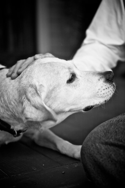 yellow lab being pat on head
