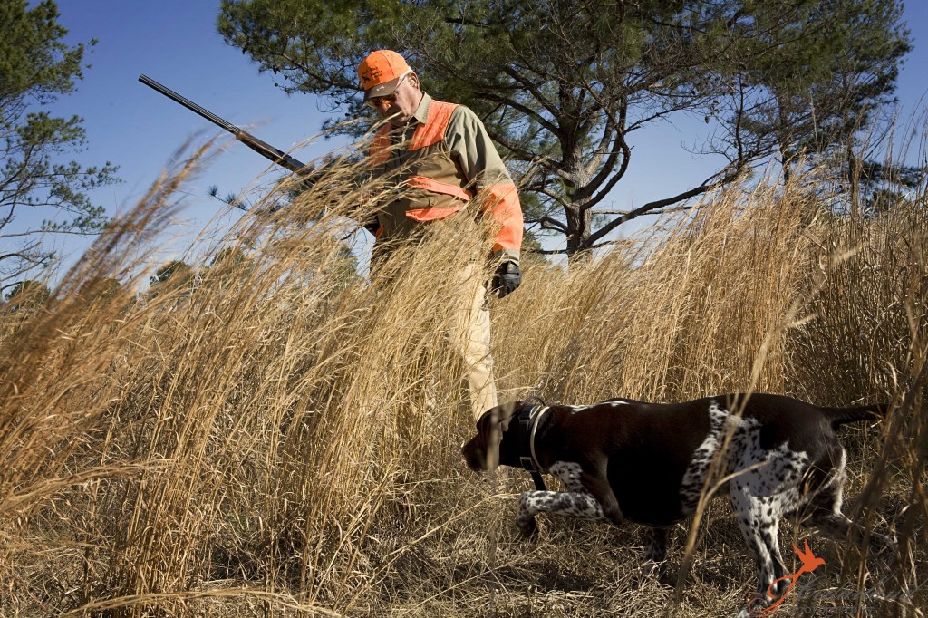 hunting dog photos