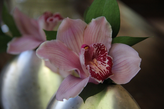 gorgeous pink orchid in silver vase