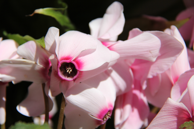 pink and white cyclamen close up