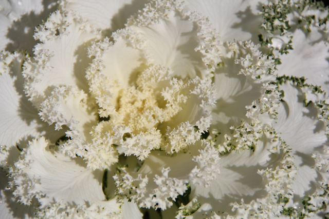 white decorative cabbage close up