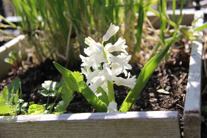 white hyacinths