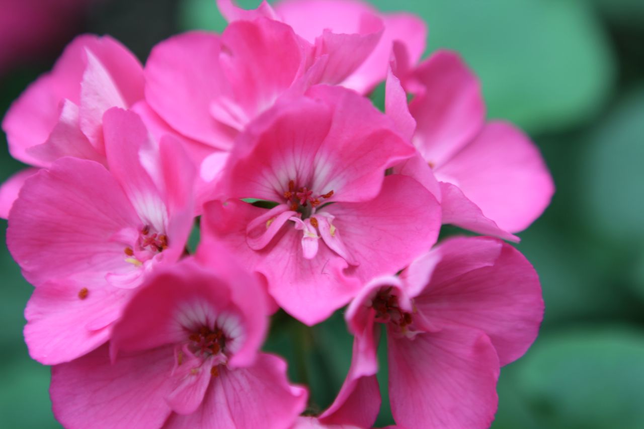 macro of pink flowers