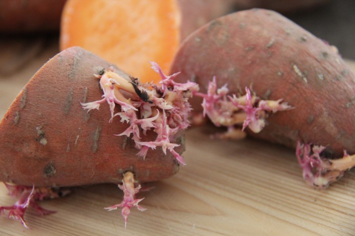 sprouted yam