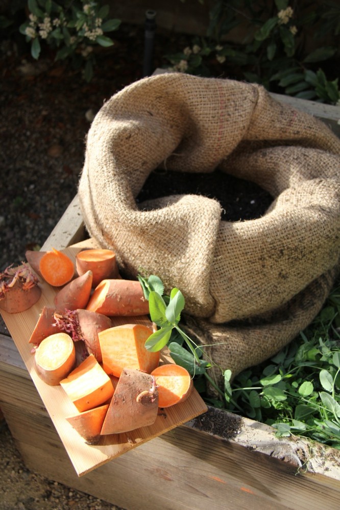 planting yams in coffee sacks
