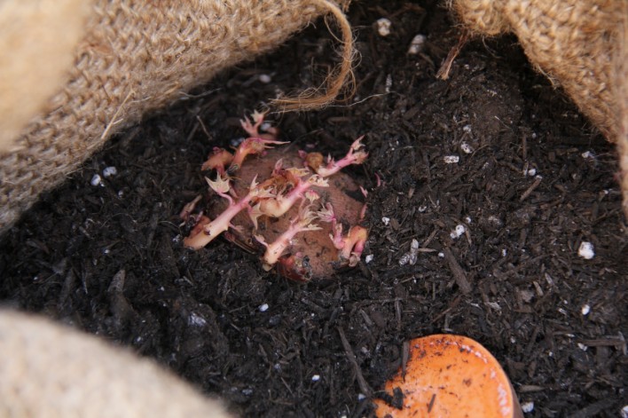 sprouted yams in dirt