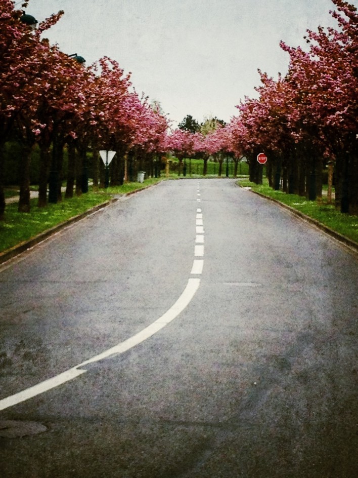 cherry tree lined street