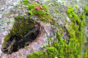 japanese maple bark and moss