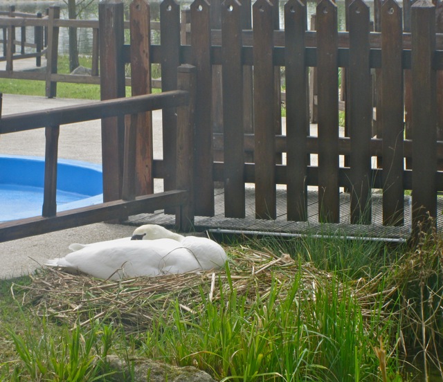swan on her nest
