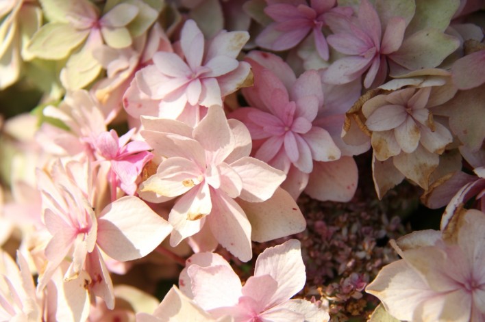 pink hydrangea close up