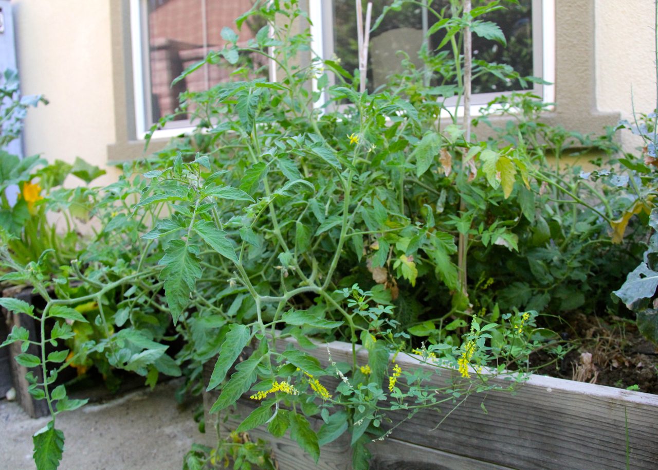 tomato plants taking over the garden