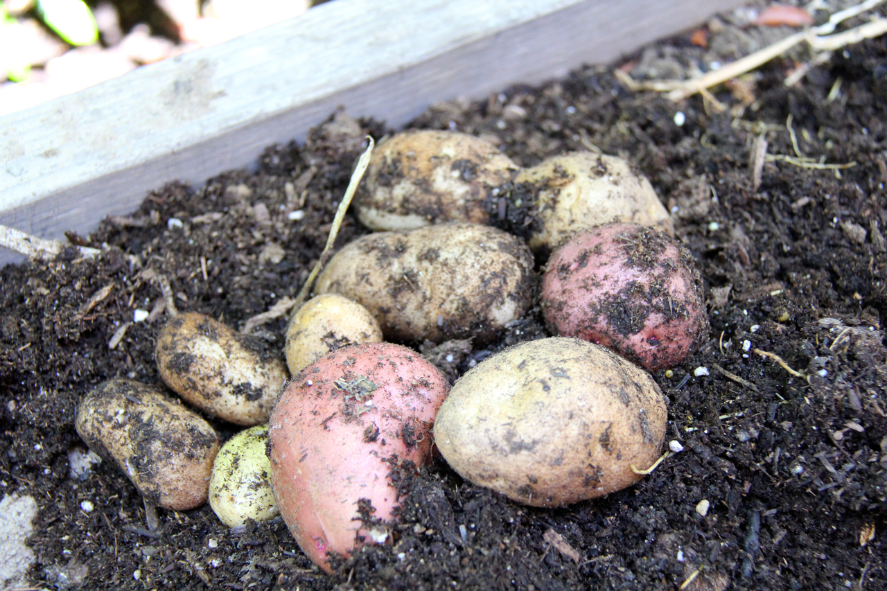 fresh organic GMO-free red and white potatoes