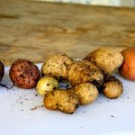 harvesting potatoes grown in coffee sacks
