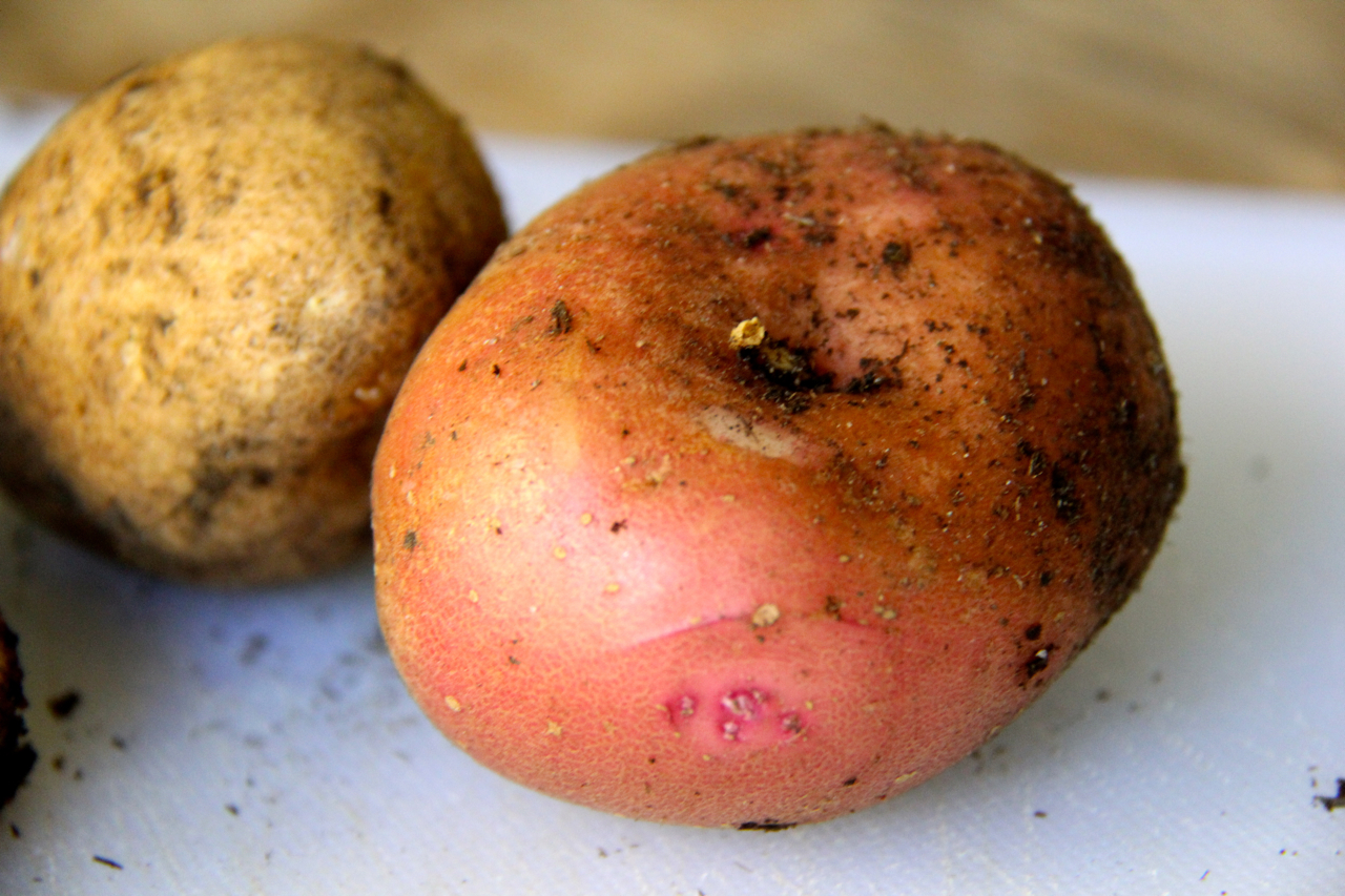 red potato close up
