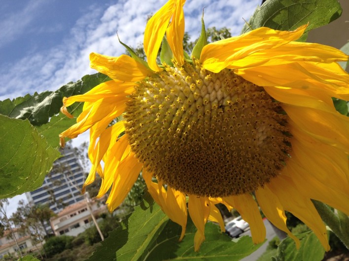 gigantic sunflower