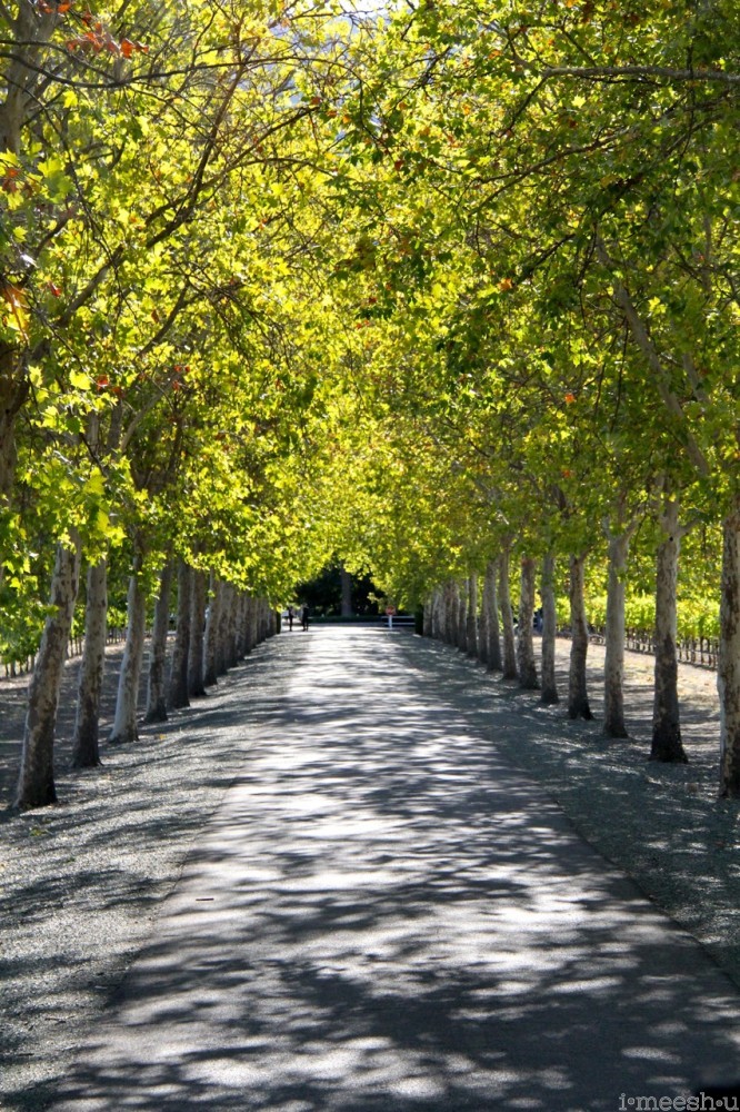 tree-lined road leading into Beaulieu Gardens