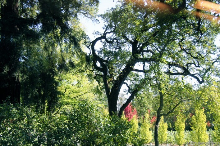 Oak tree and fall foliage in Napa