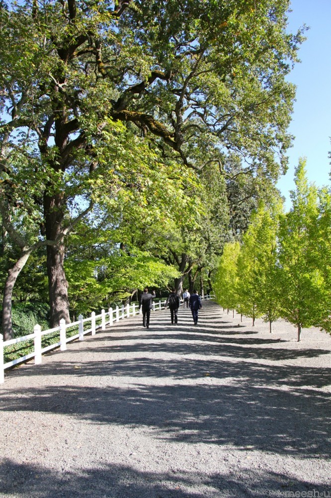 Beaulieu Gardens tree-lined walkway