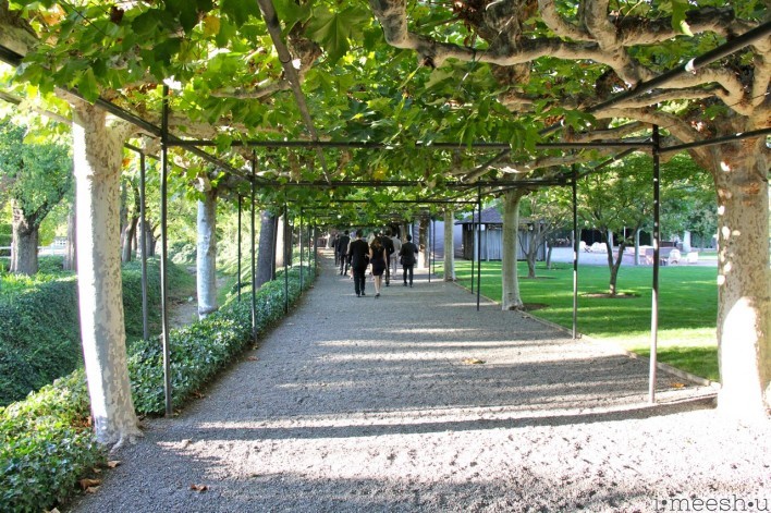 Sycamore tree canopy at Beaulieu Gardens Napa