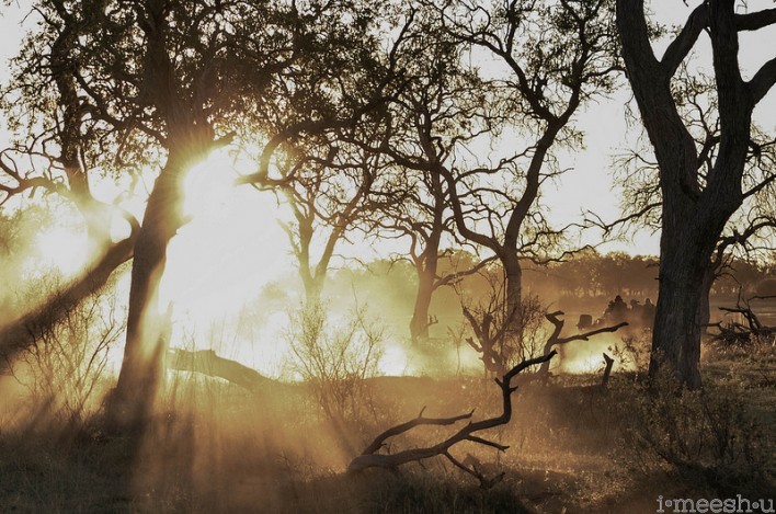 Tony Zeng's "Sunlight through Trees" taken while on his African Safari