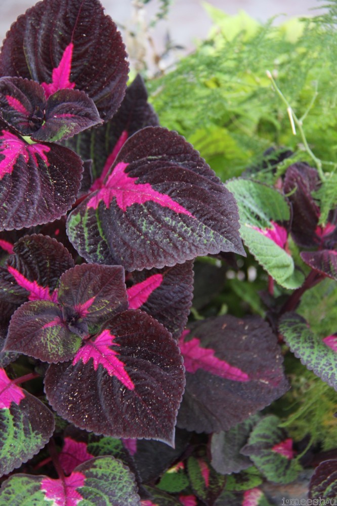 dark-purple-shade-plant