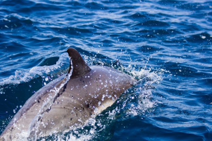 Bella Luna Charter gets you up close and personal with dolphins!