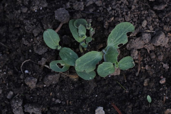 hydroponic-seedlings-butternut-squash-imeeshu