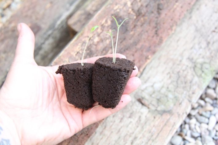 hydroponic-seedlings-root-riot-imeeshu