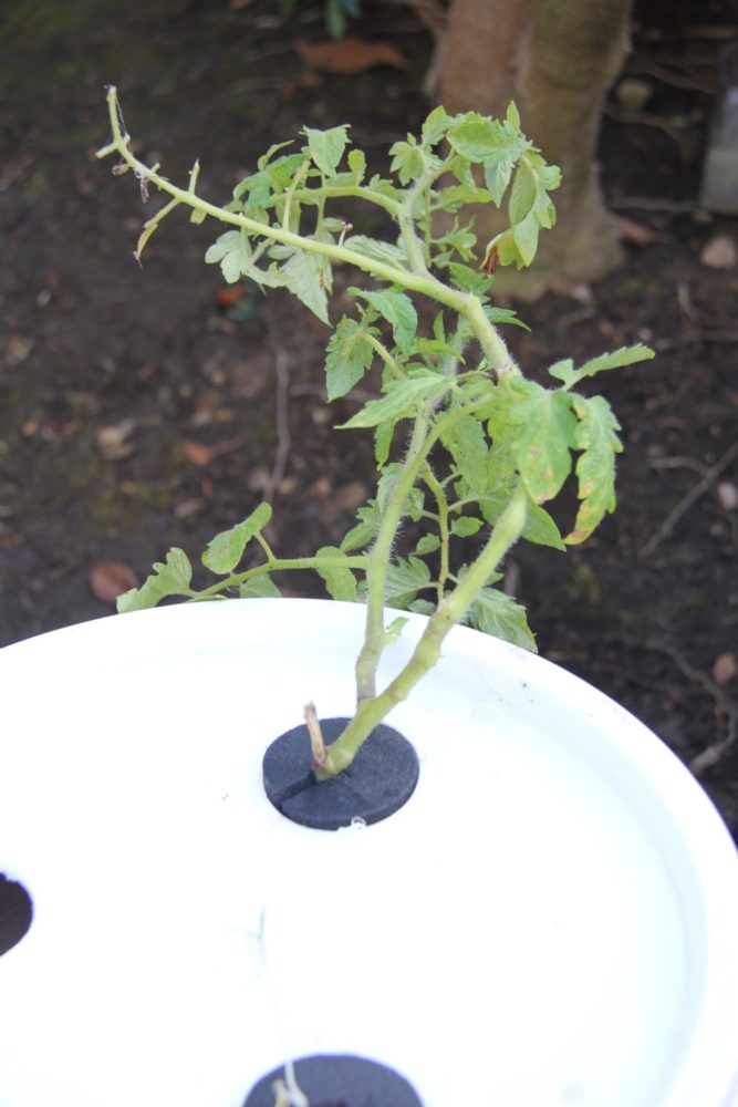 hydroponic-tomato-seedlings-imeeshu-53