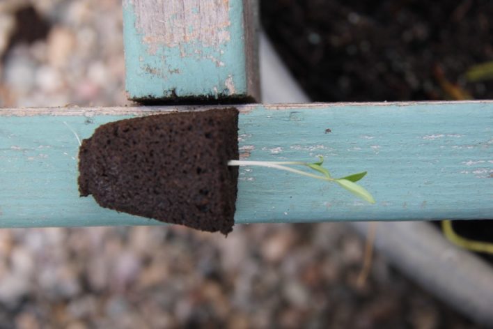 hydroponic-tomato-seedlings-imeeshu-54