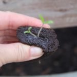 hydroponic-tomato-seedlings-imeeshu-54