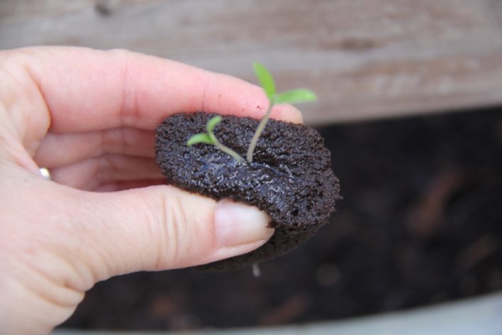 hydroponic-tomato-seedlings-imeeshu-54