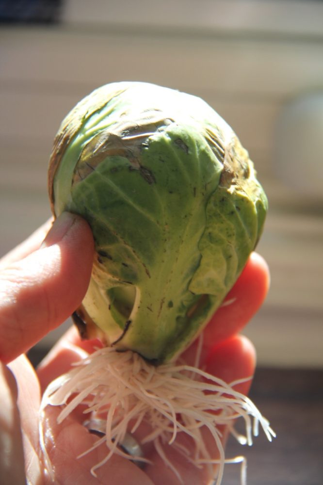 rooted brussels sprouts 
