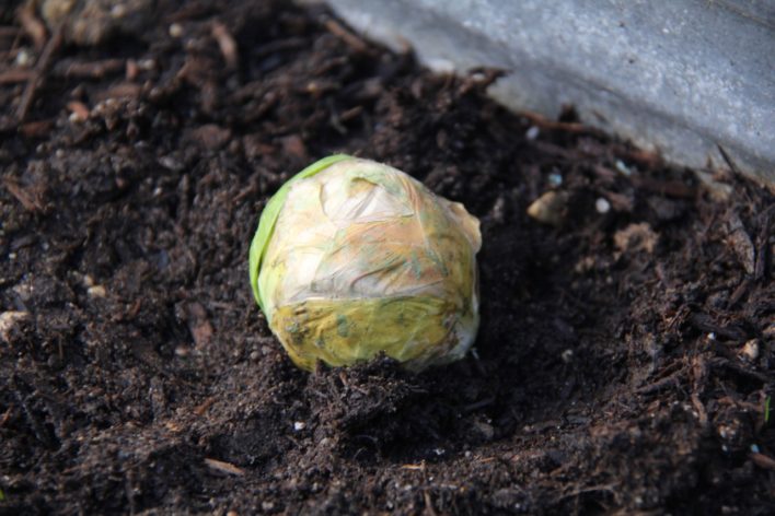 transplanted brussels sprout