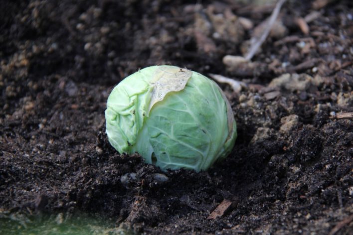 transplanted brussels sprout