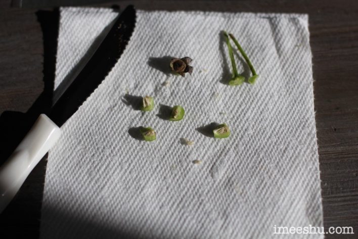 Germinating rose seeds on paper towel in bag
