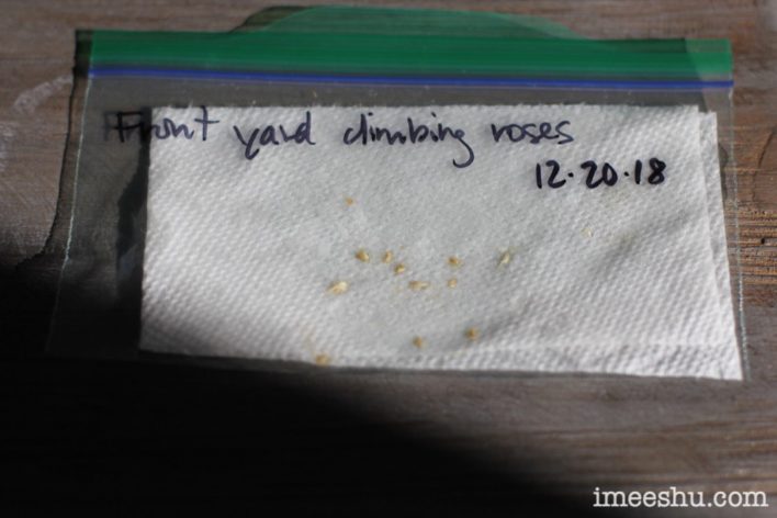 Germinating rose seeds on paper towel in bag