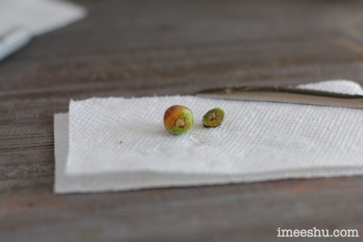 Cutting into a rose hip to harvest rose seeds