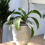 Orchid experiments