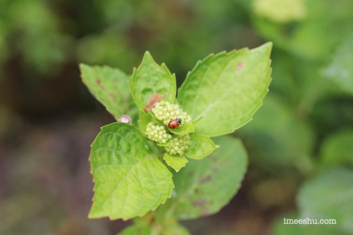 Ladybug on hydrangea flower bud