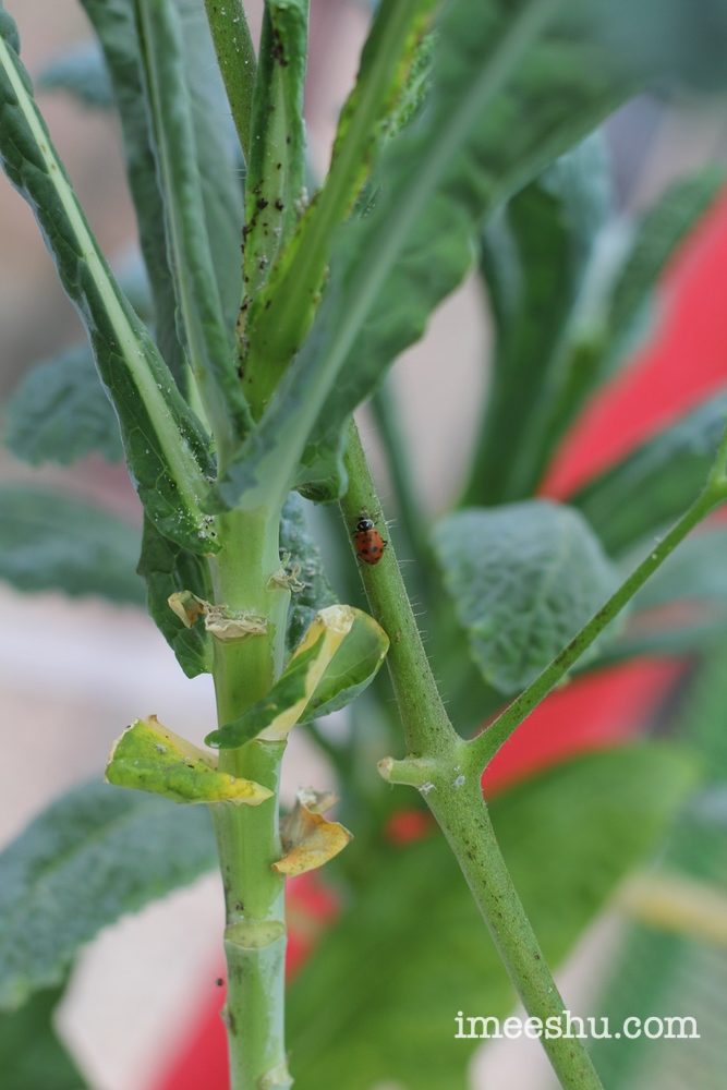 I manually placed several ladybugs on the kale as it's being attacked by aphids. None of them seem to stick, though. I mean, it's a FREE buffet!!